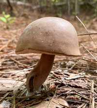 Tylopilus plumbeoviolaceus image