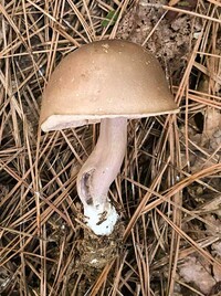 Tylopilus plumbeoviolaceus image