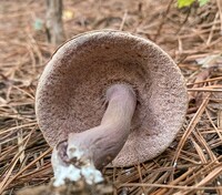 Tylopilus plumbeoviolaceus image