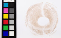 Tylopilus plumbeoviolaceus image