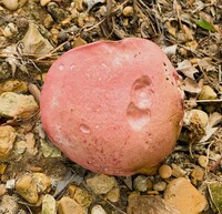 Boletus roodyi image