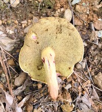 Boletus roodyi image