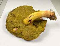 Boletus roodyi image