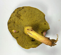 Boletus roodyi image