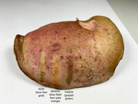 Boletus roodyi image