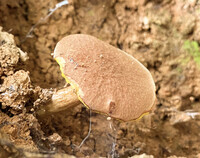 Aureoboletus innixus image