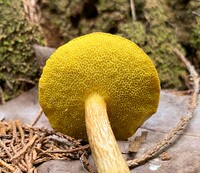 Aureoboletus innixus image