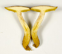 Aureoboletus innixus image