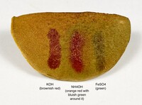 Aureoboletus innixus image