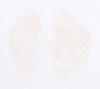 Aureoboletus innixus image