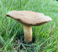 Boletus durhamensis image