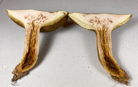 Boletus durhamensis image