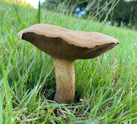 Boletus durhamensis image