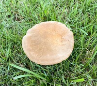 Boletus durhamensis image