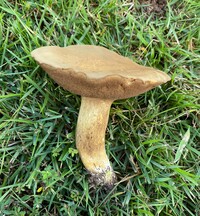 Boletus durhamensis image