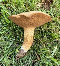 Boletus durhamensis image