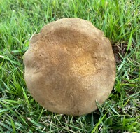 Boletus durhamensis image