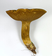 Boletus durhamensis image