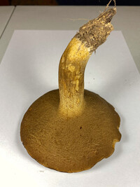 Boletus durhamensis image