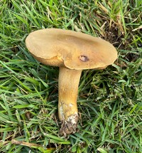 Boletus durhamensis image