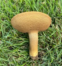Boletus durhamensis image