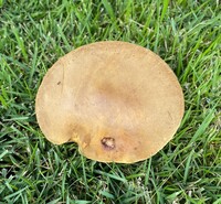 Boletus durhamensis image