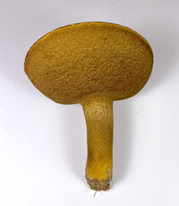 Boletus durhamensis image