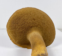 Boletus durhamensis image