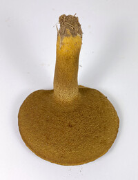 Boletus durhamensis image