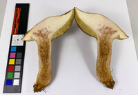 Boletus durhamensis image