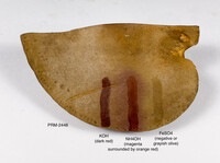 Boletus durhamensis image