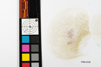 Boletus durhamensis image