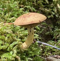 Boletus ochraceoluteus image