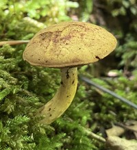 Boletus ochraceoluteus image