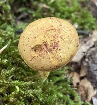 Boletus ochraceoluteus image