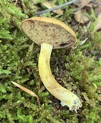 Boletus ochraceoluteus image