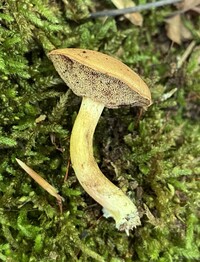 Boletus ochraceoluteus image