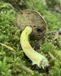 Boletus ochraceoluteus image