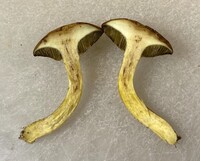 Boletus ochraceoluteus image