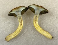 Boletus ochraceoluteus image