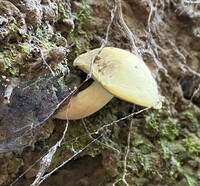 Boletus ochraceoluteus image