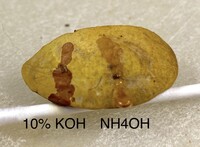 Boletus ochraceoluteus image