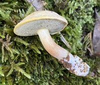 Boletus ochraceoluteus image