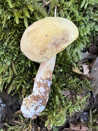 Boletus ochraceoluteus image