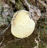 Boletus ochraceoluteus image