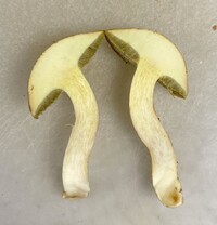 Boletus ochraceoluteus image