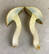 Boletus ochraceoluteus image