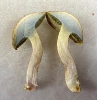 Boletus ochraceoluteus image