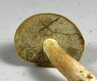 Boletus ochraceoluteus image