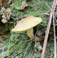 Boletus ochraceoluteus image